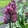 Tulipa Negrita Parrot 12/+ (x250)