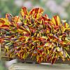 Tulipa Rasta Parrot 12/+ (x250)