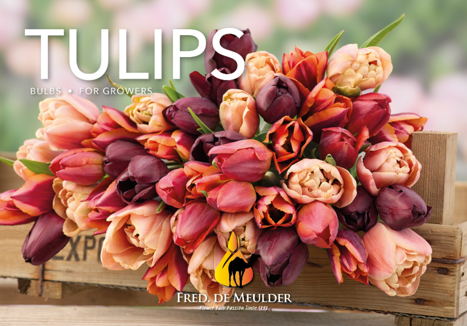 catalogue tulips