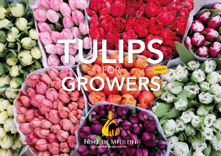 tulips for growers