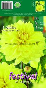 Festival Winter Dahlia Small Flowered Dahlia American Sun I (x14x1)