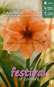 Amaryllis Orange 30/32 (x6x1) (Summer)