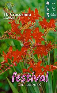 Crocosmia Lucifer (x14x10)