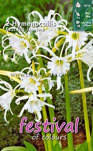 Pre-packed Hymenocallis Festalis (x14x2)