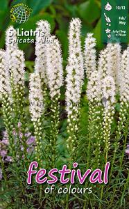 Pre-packed Liatris Alba Spicata 10/12 (x14x5)