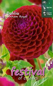 Festival Spring Dahlia Ball Dahlia Downham Royal I (x14x1)