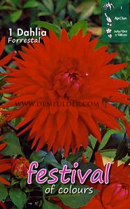 Festival Winter Dahlia Cactus Of Semicactus Dahlia Forrestal I (x14x1)