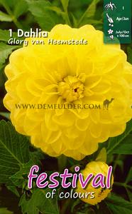 Pre-packed Dahlia Glorie v. Heemstede I (x14x1)