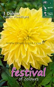 Dahlia Kelvin Floodlight Decorative (x14x1)