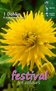 Festival Spring Dahlia Cactus Of Semicactus Dahlia Kennemerland I (x14x1)