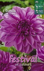 Festival Spring Dahlia Large Flowered Dahlia Lilac Time I (x14x1)