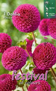 Festival Spring Dahlia Pompon Dahlia Rocco I (x14x1)