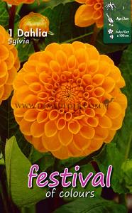 Festival Spring Dahlia Ball Dahlia Sylvia I (x14x1)