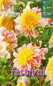 Festival Spring Dahlia Anemone Flowered Dahlia Polka I (x14x1)
