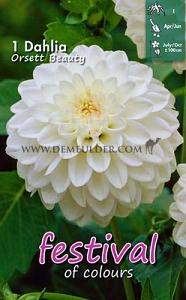Festival Spring Dahlia Ball Dahlia Orsett Beauty I (x14x1)