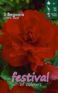 Festival Spring Begonia Begonia Double Red 6/7 (x14x3)