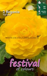 Festival Winter Begonia Begonia Double Yellow 6/7 (x14x3)