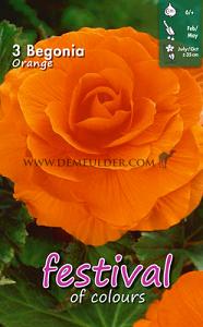 Festival Spring Begonia Begonia Double Orange 6/7 (x14x3)