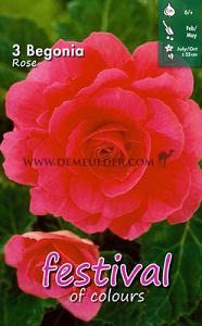 Festival Winter Begonia Begonia Double Pink 6/7 (x14x3)