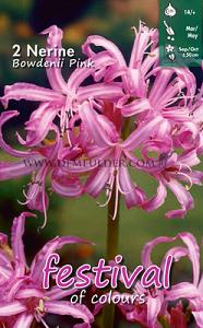 Festival Spring Miscellaneous Nerine Roze 12/14 (x14x2)