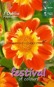 Festival Winter Dahlia Collerette Dahlia Pooh I (x14x1)