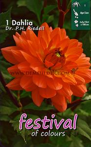 Festival Spring Dahlia Medium Flowered Dahlia Dr. P.H. Riedell I (x14x1)
