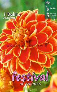 Festival Spring Dahlia Small Flowered Dahlia Maxime I (x14x1)