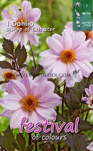 Festival Spring Dahlia Peony Flowered Dahlia Bishop Of Leicester I (x14x1)