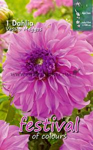 Festival Spring Dahlia Large Flowered Dahlia Vassio Meggos I (x14x1)