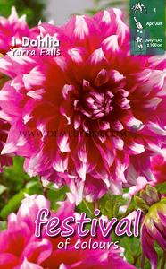 Festival Winter Dahlia Large Flowered Dahlia Yarra Falls I (x14x1)