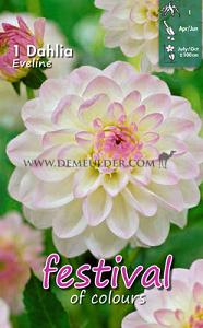 Festival Spring Dahlia Ball Dahlia Eveline I (x14x1)