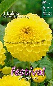 Festival Spring Dahlia Ball Dahlia Yellow Symphony I (x14x1)