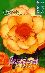 Festival Winter Begonia Begonia Picotee Yellow Red 5/6 (x14x3)