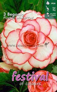 Festival Winter Begonia Begonia White (+ Red) 5/6 (x14x3)