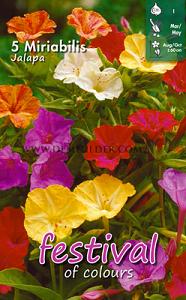 Festival Spring Miscellaneous Mirabilis Jalapa I (x14x5)