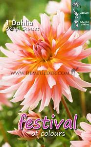 Festival Spring Dahlia Cactus Of Semicactus Dahlia Okapi's Sunset I (x14x1)