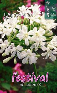 Festival Spring Perennials Agapanthus Albus, Wit I (x14x1)