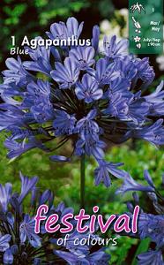 Festival Winter Perennials Agapanthus Blauw I (x14x1)
