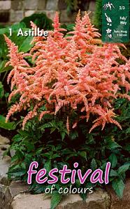 Festival Spring Perennials Astilbe Pink 2/3 (x14x1)