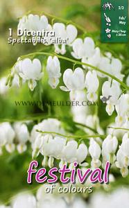 Festival Spring Perennials Dicentra Spectablis Alba 2/3 (x14x1)