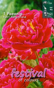 Festival Spring Paeonia Paeonia Karl Rosenfield 2/3 (x14x1)