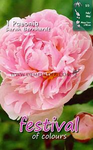 Festival Spring Paeonia Paeonia Sarah Bernhardt 2/3 (x14x1)