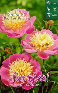 Festival Spring Paeonia Paeonia Bowl Of Beauty 2/3 (x14x1)