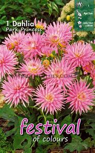 Festival Spring Dahlia Cactus Of Semicactus Dahlia Park Princess I (x14x1)