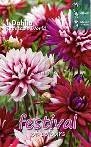 Festival Winter Dahlia Small Flowered Dahlia Rebecca's World I (x14x1)
