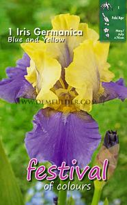 Festival Spring Iris Germanica Iris Blue / Yellow I (x14x1)
