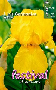 Festival Spring Iris Germanica Iris Yellow I (x14x1)