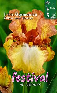 Festival Spring Iris Germanica Iris Yellow/Bronze I (x14x1)