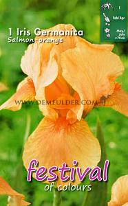 Festival Spring Iris Germanica Iris Salmonorange I (x14x1)