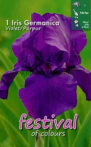 Festival Spring Iris Germanica Iris Violet/Purple I (x14x1)